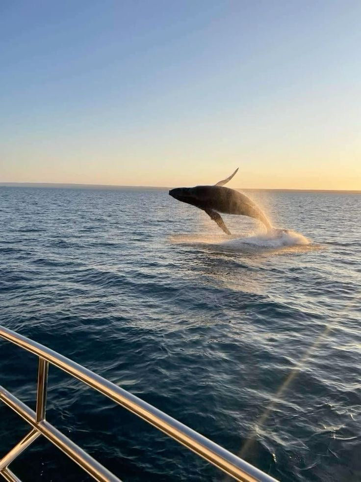 Whale Watch - Ocean Jar Candle