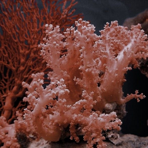Soft Coral - Ocean Jar Candle